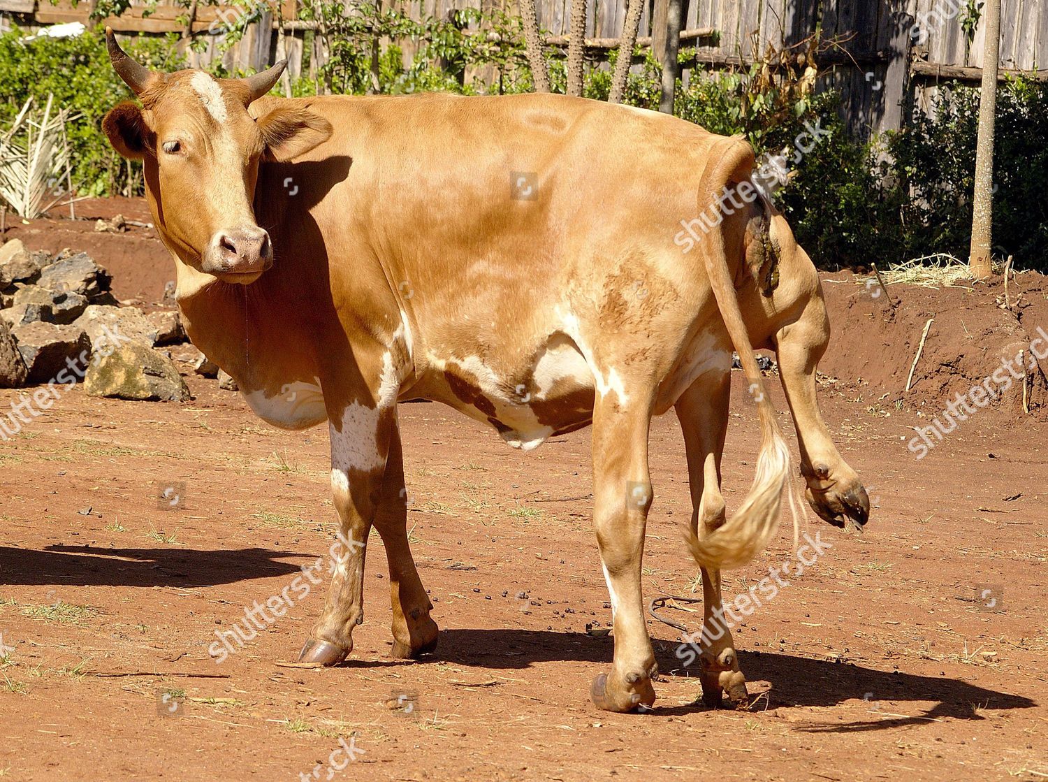 5 Legged Cow Editorial Stock Photo - Stock Image | Shutterstock