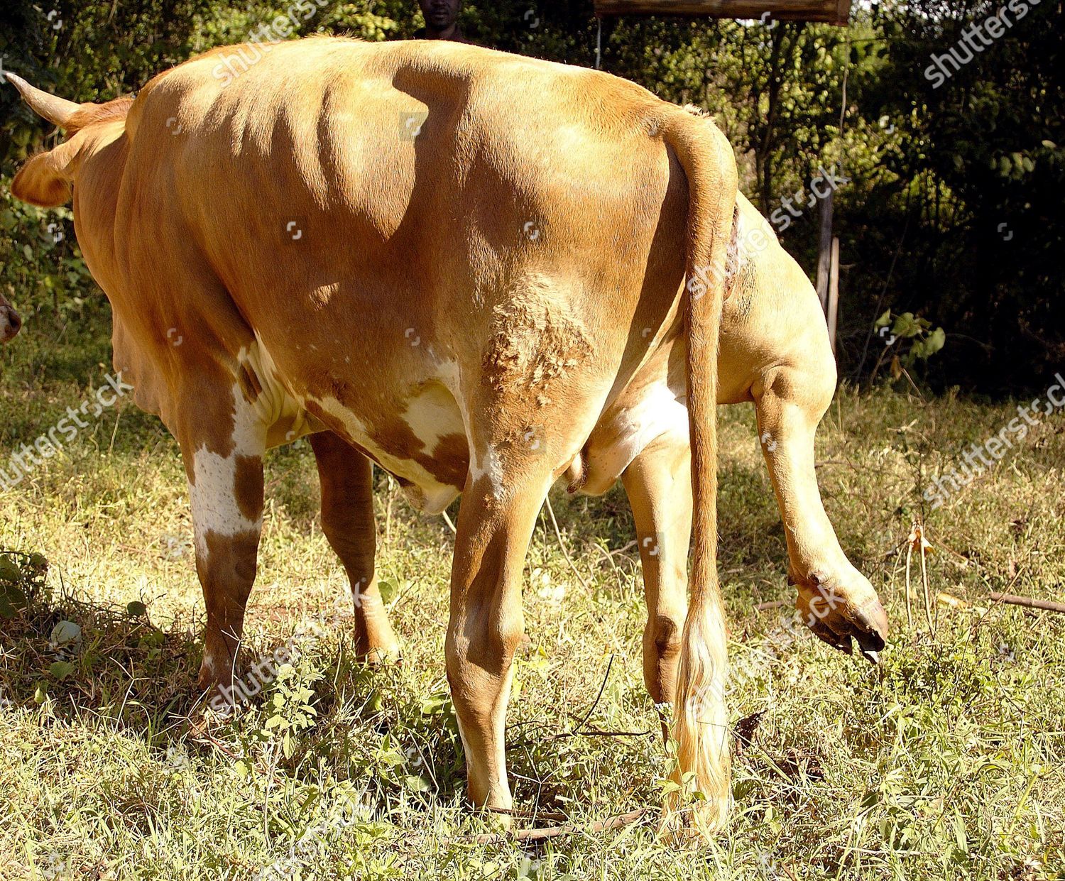 5 Legged Cow Editorial Stock Photo - Stock Image | Shutterstock