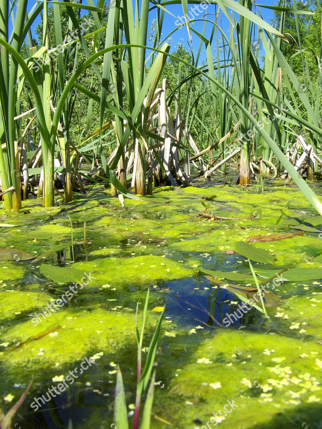 Carpet Algae Pond Reeds Back Editorial Stock Photo Stock Image