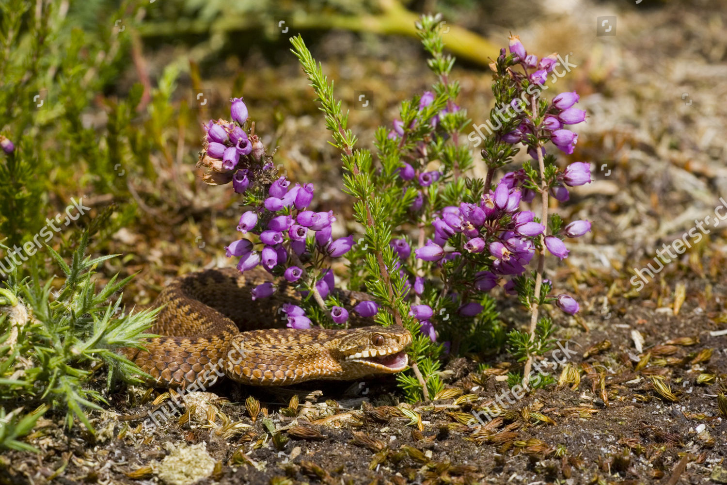 European Adder Vipera Berus Defensive Posture Editorial Stock Photo european-adder-vipera-berus-defensive-posture-editorial-stock-photo
