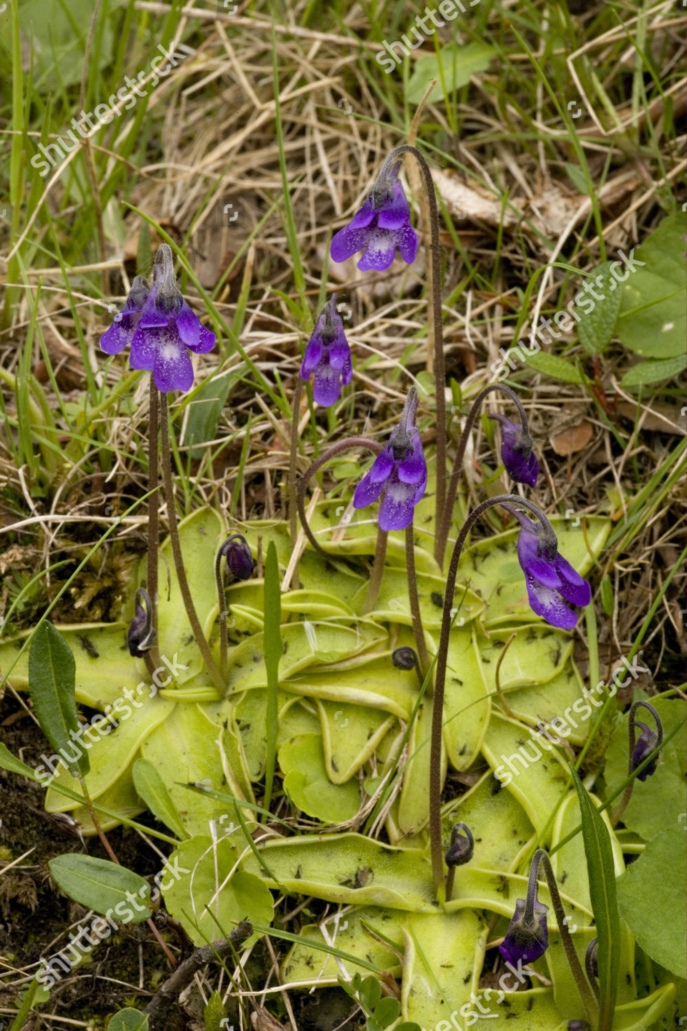 Common Butterwort Pinguicula Vulgaris Flowering Insects Editorial Stock ...