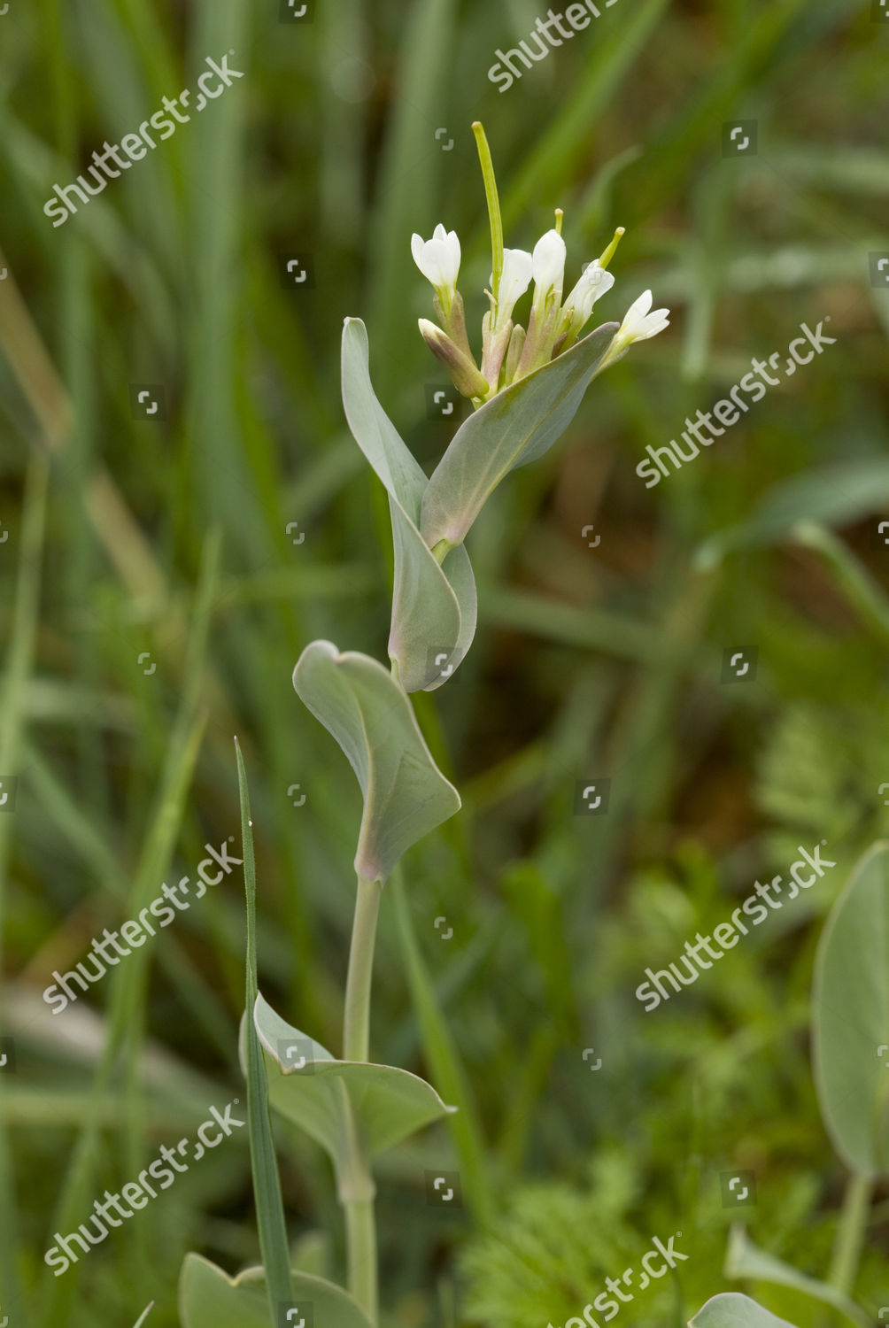 Hares Ear Cabbage Conringia Orientalis Flowering Editorial Stock Photo