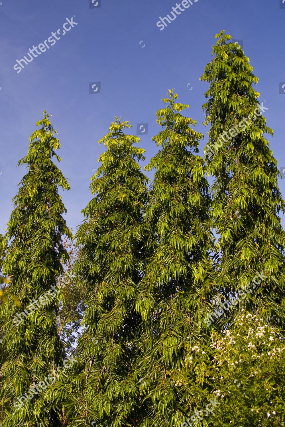 indian-mast-tree-polyalthia-longifolia-pendula-editorial-stock-photo