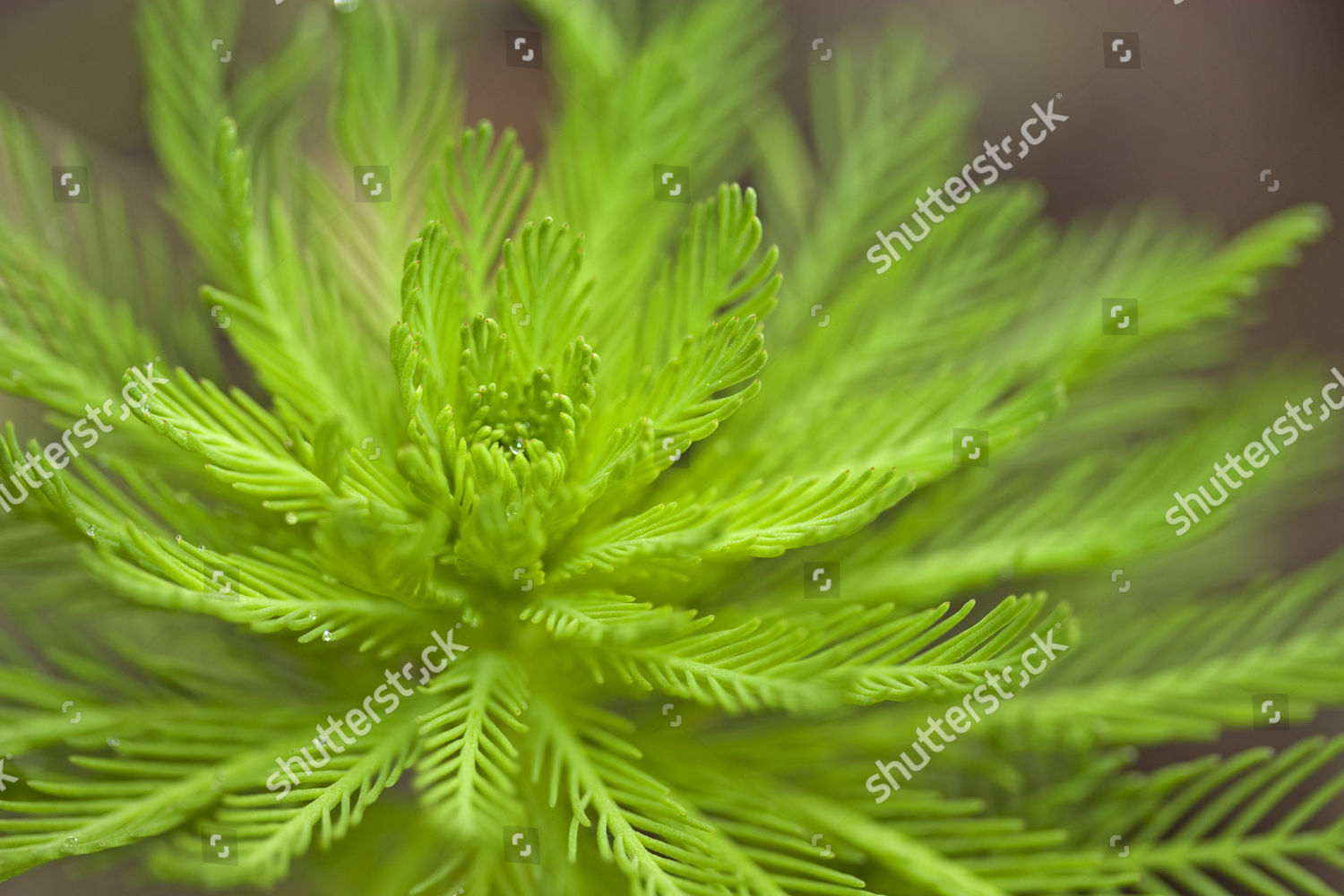 Parrot Feather Myriophyllum Aquaticum Leaves On Editorial Stock Photo ...