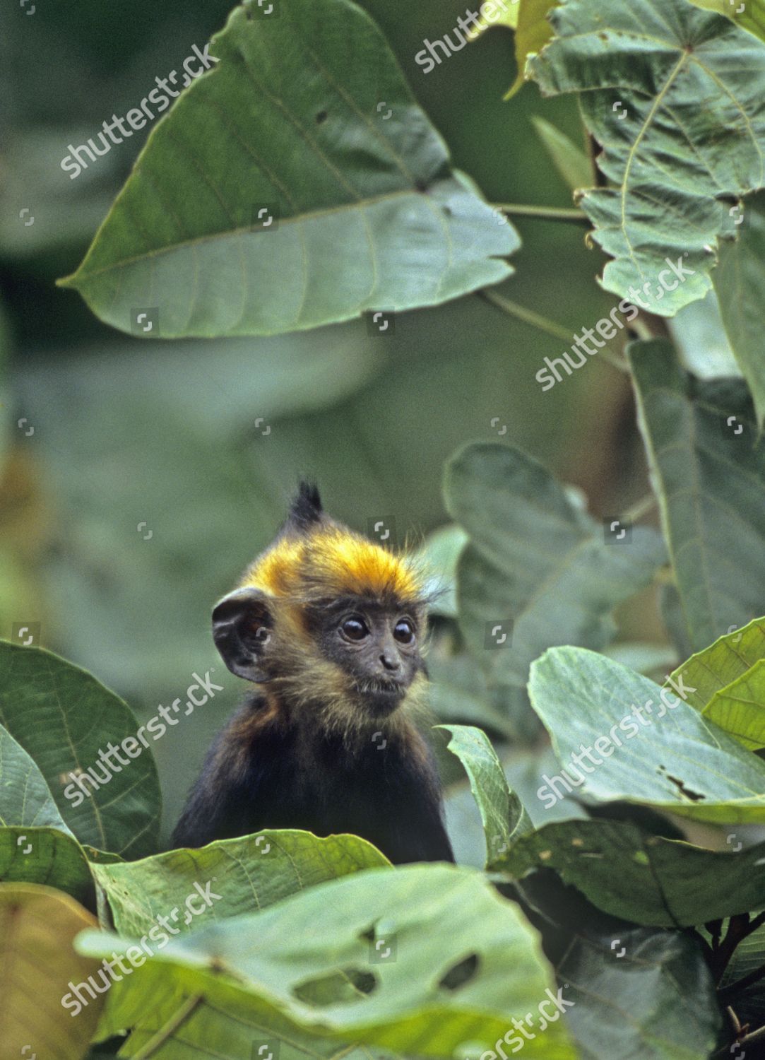 Delacours Langur Trachypithecus Delacouri Baby Captive Editorial Stock Photo Stock Image