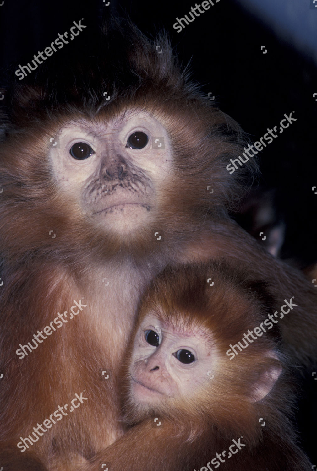 Javan Leaf Monkey Trachypithecus Auratus Female Editorial Stock Photo ...
