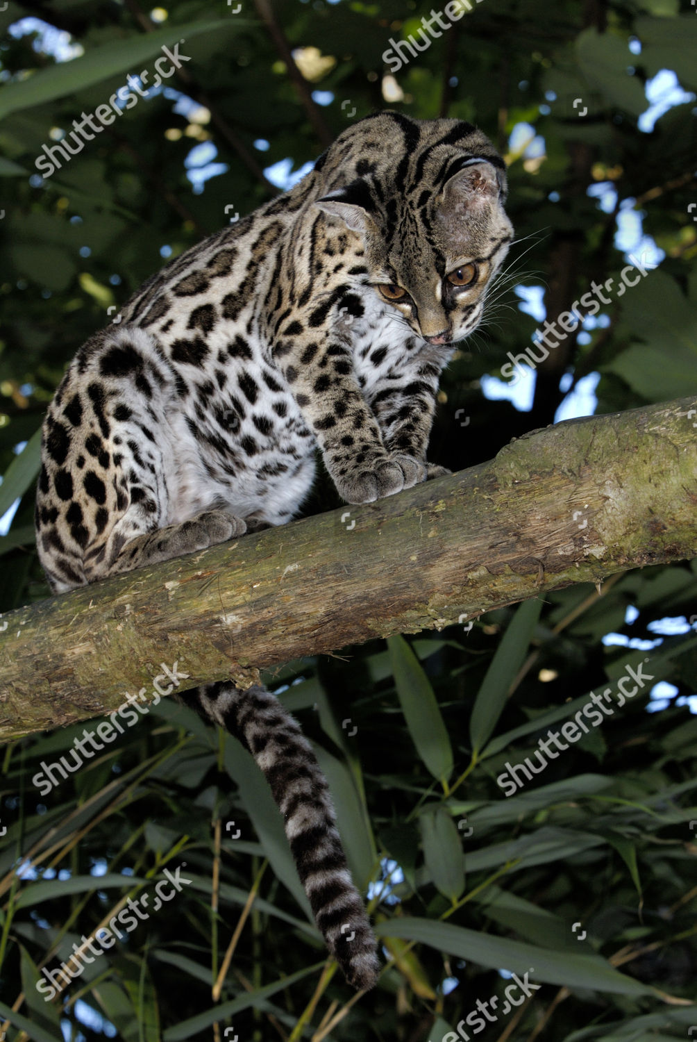 Margay Felis Wiedii Adult Sitting On Editorial Stock Photo - Stock ...