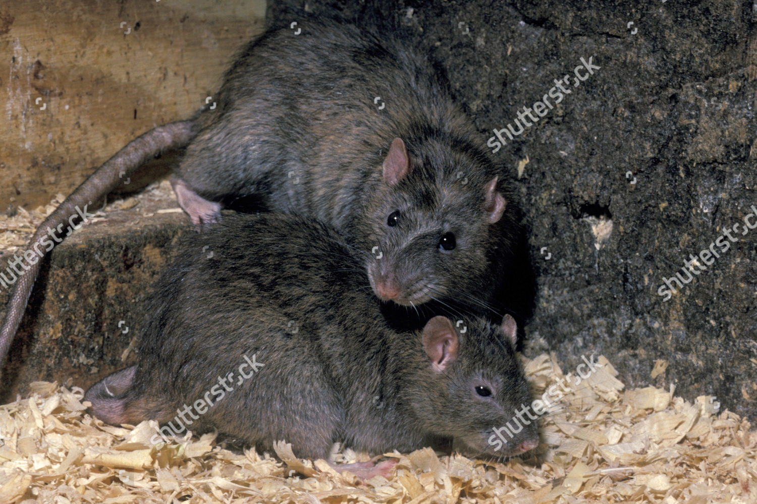 Brown Rat Rattus Norvegicus Two Adults Editorial Stock Photo - Stock ...