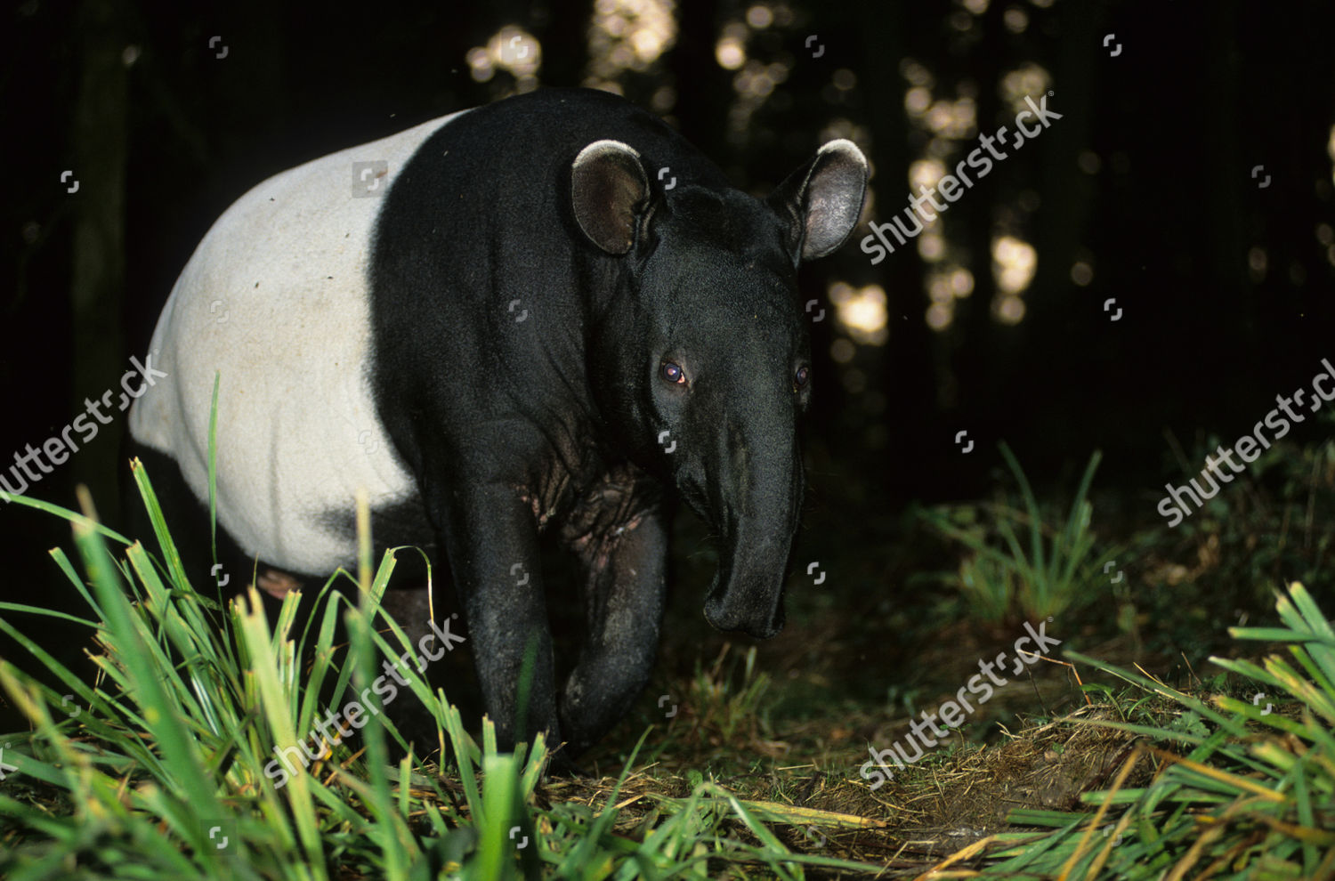 Malayan Tapir Tapirus Indicus Editorial Stock Photo - Stock Image ...