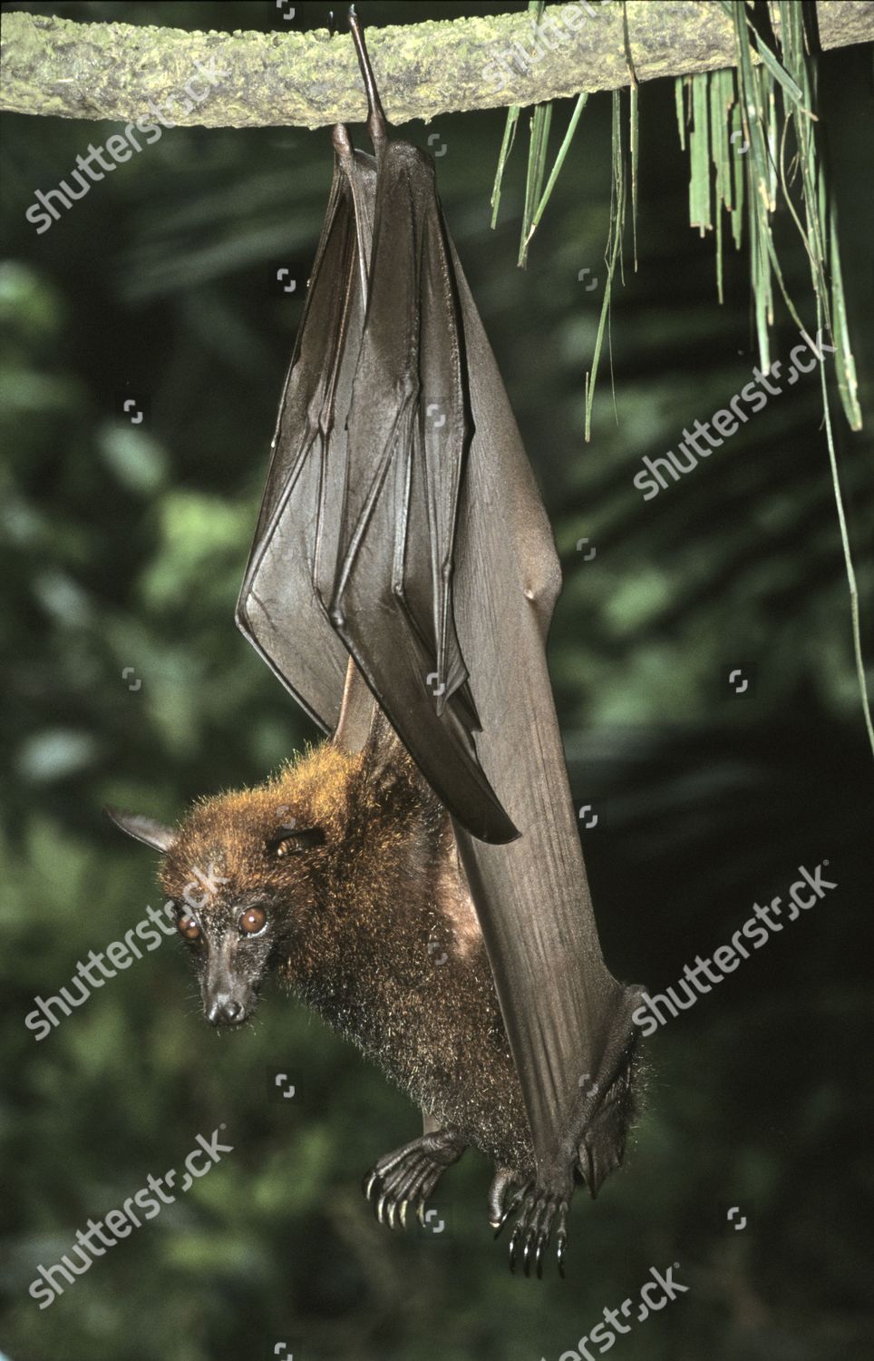 Malaysian Flying Fox Pteropus Vampyrus Southeast Editorial Stock Photo