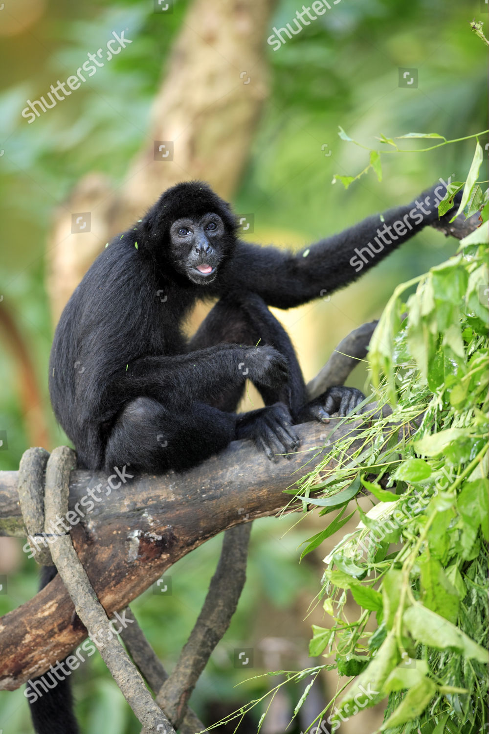 Guiana Spider Monkey Redfaced Black Spider Editorial Stock Photo ...