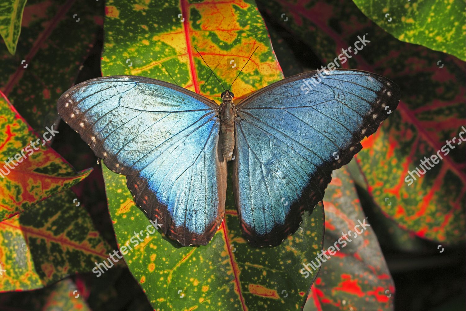 Blue Morpho Morpho Anaxibia Adult Resting Editorial Stock Photo - Stock