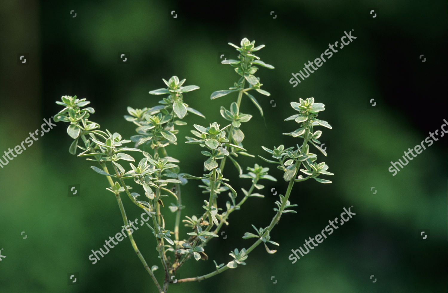 Common Thyme Thymus Vulgaris Leaves Editorial Stock Photo Stock Image