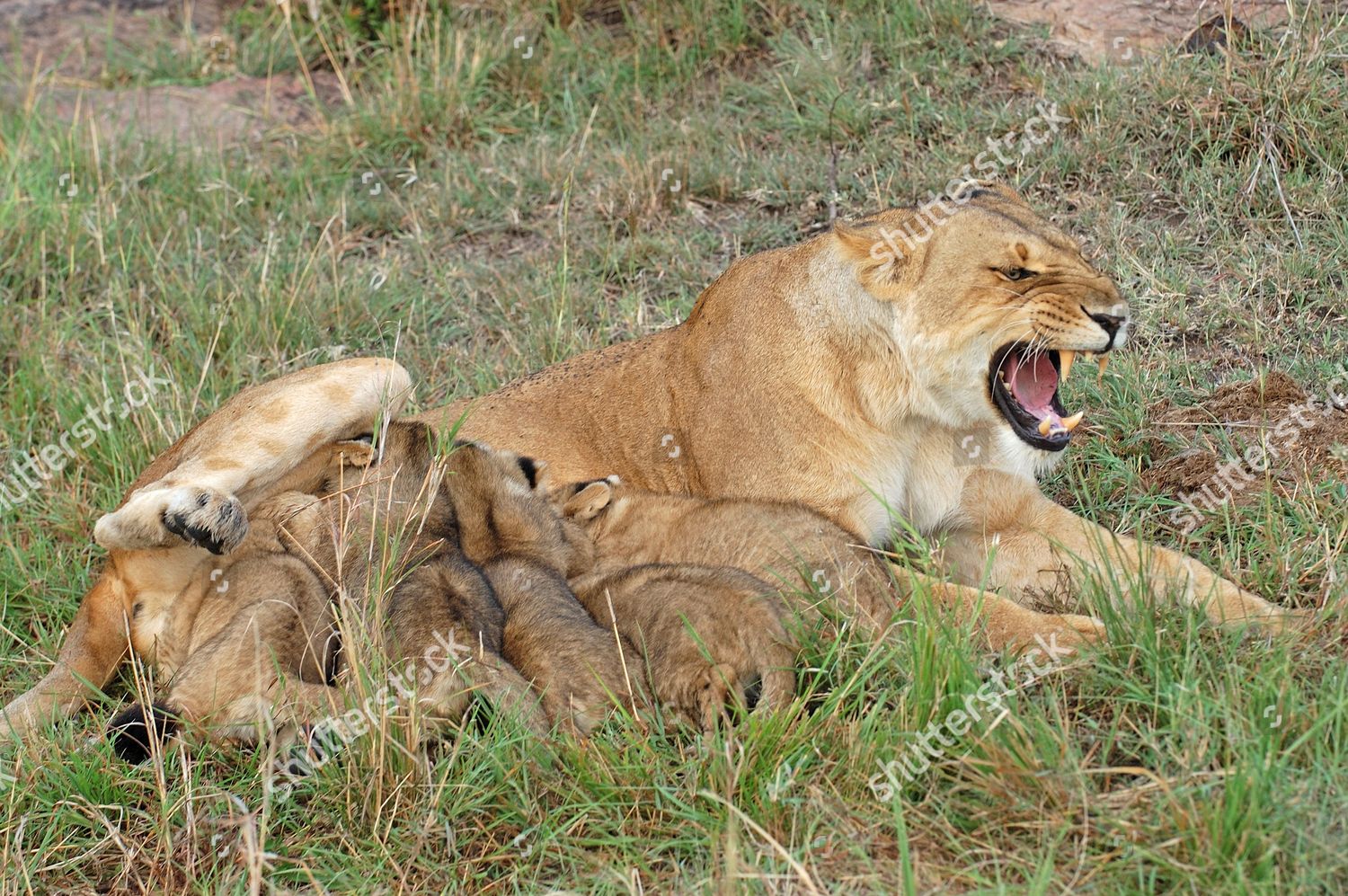 Lion Panthera Leo Adult Female Suckling Editorial Stock Photo - Stock ...