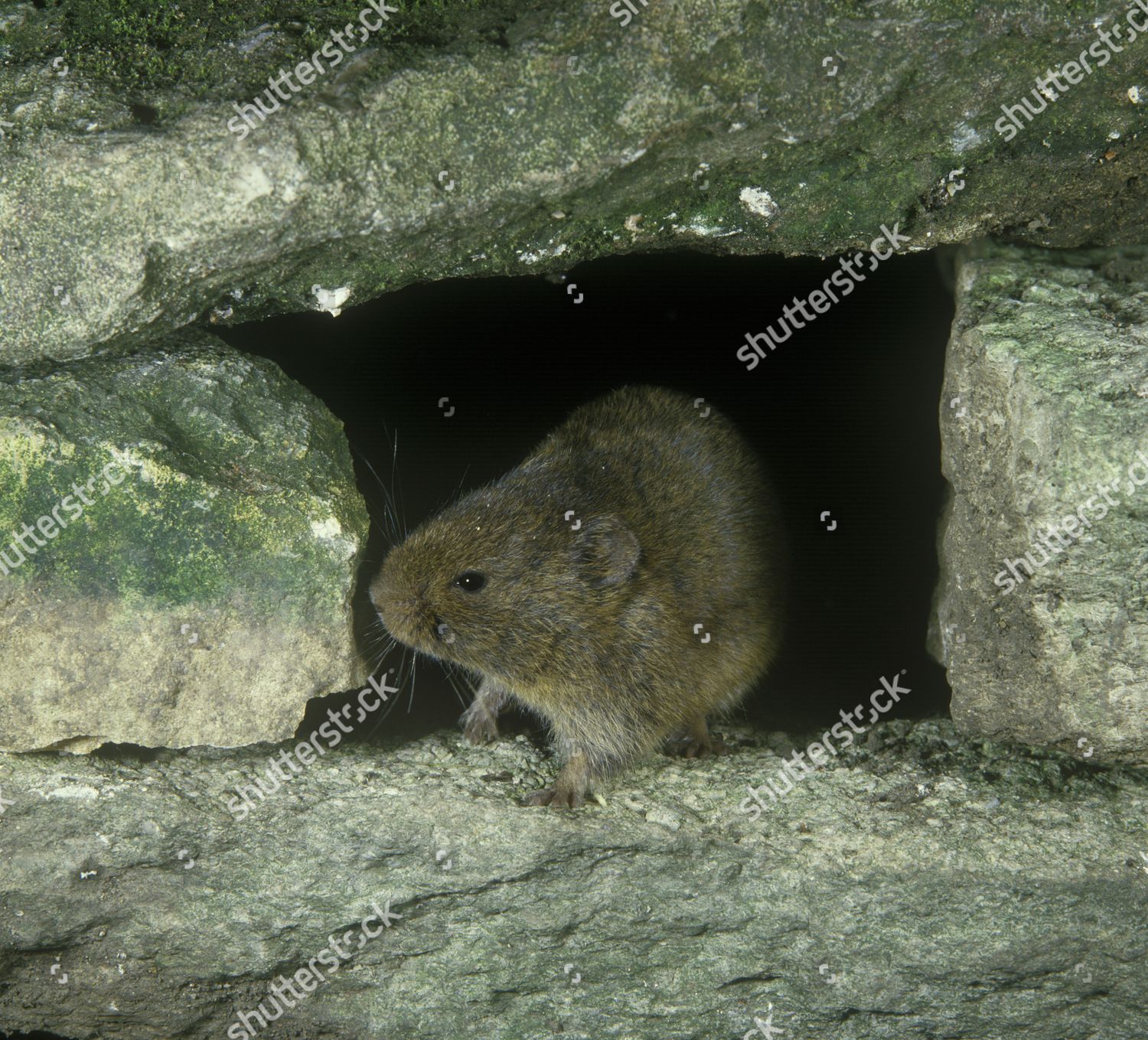 Stoat, a predator of the Orkney vole
