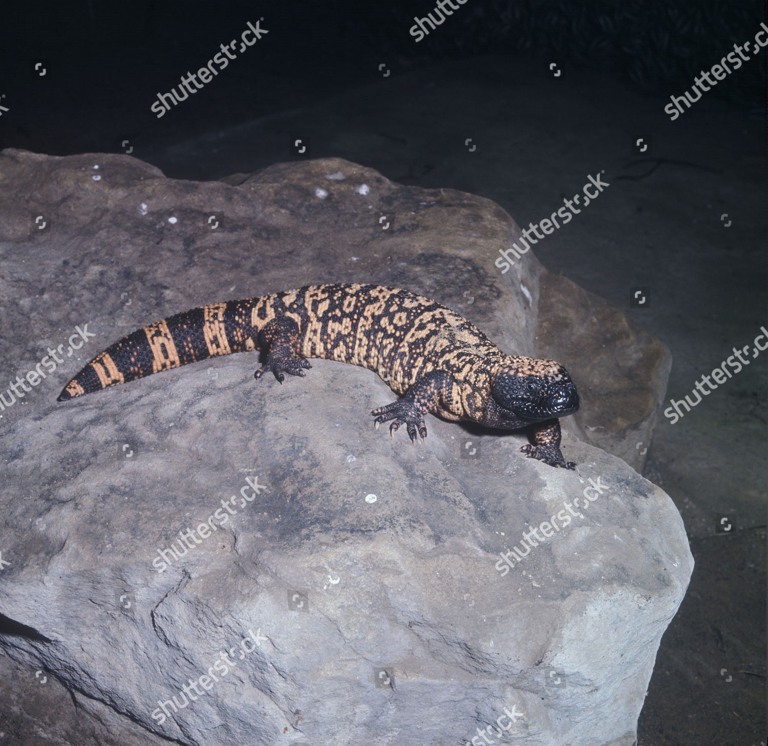 Gila Monster Lizard Heloderma Suspectum On Editorial Stock Photo ...
