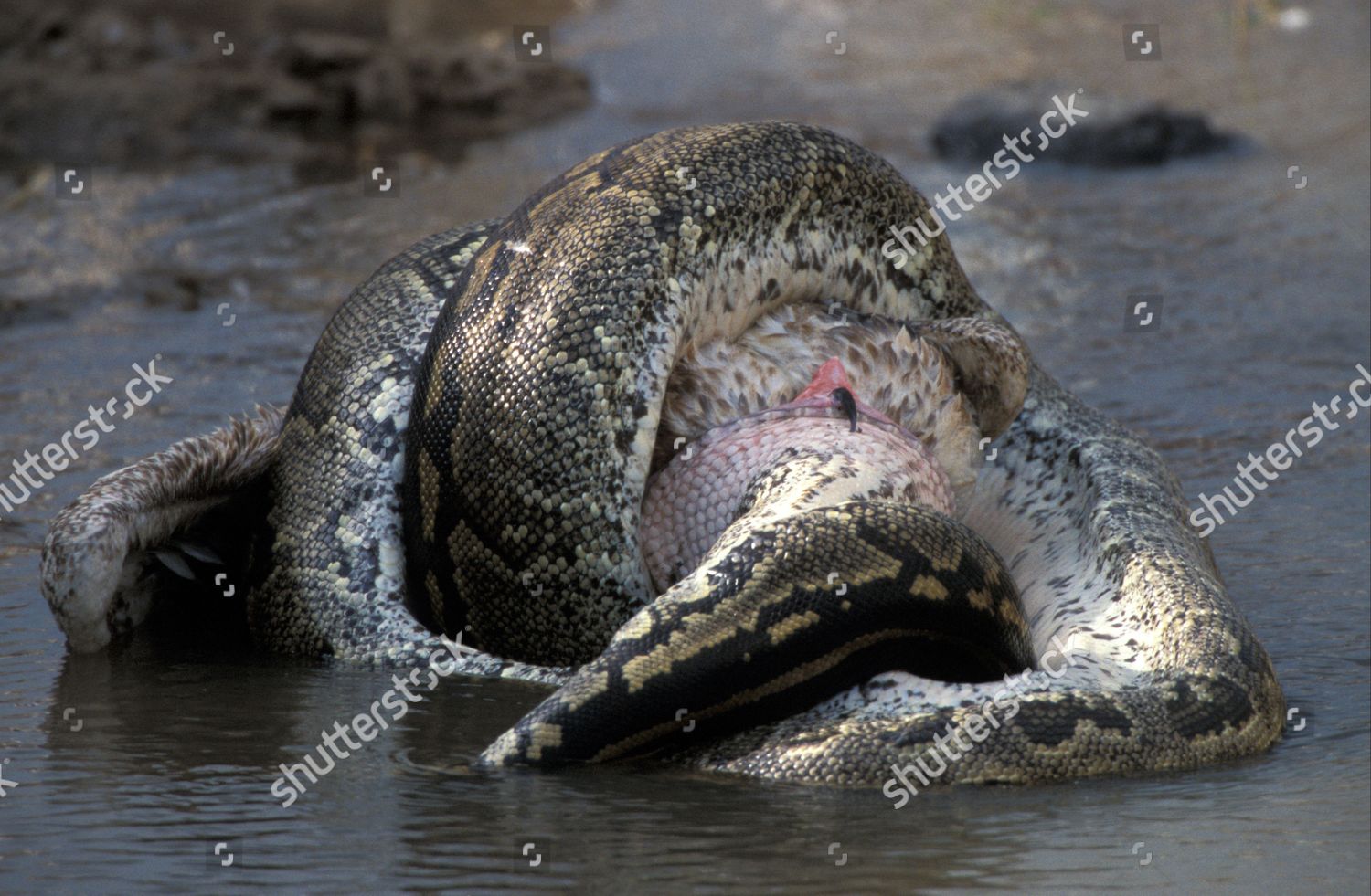 African Rock Python Python Sebae Constricting Editorial Stock Photo ...