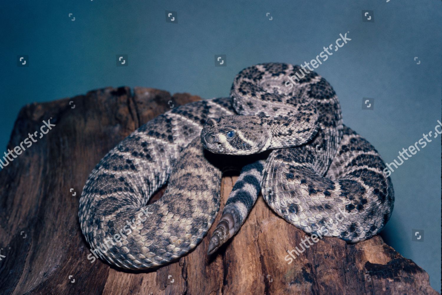 Western Diamondback Rattlesnake Crotulus Atrox Juvenile Editorial Stock Photo Stock Image