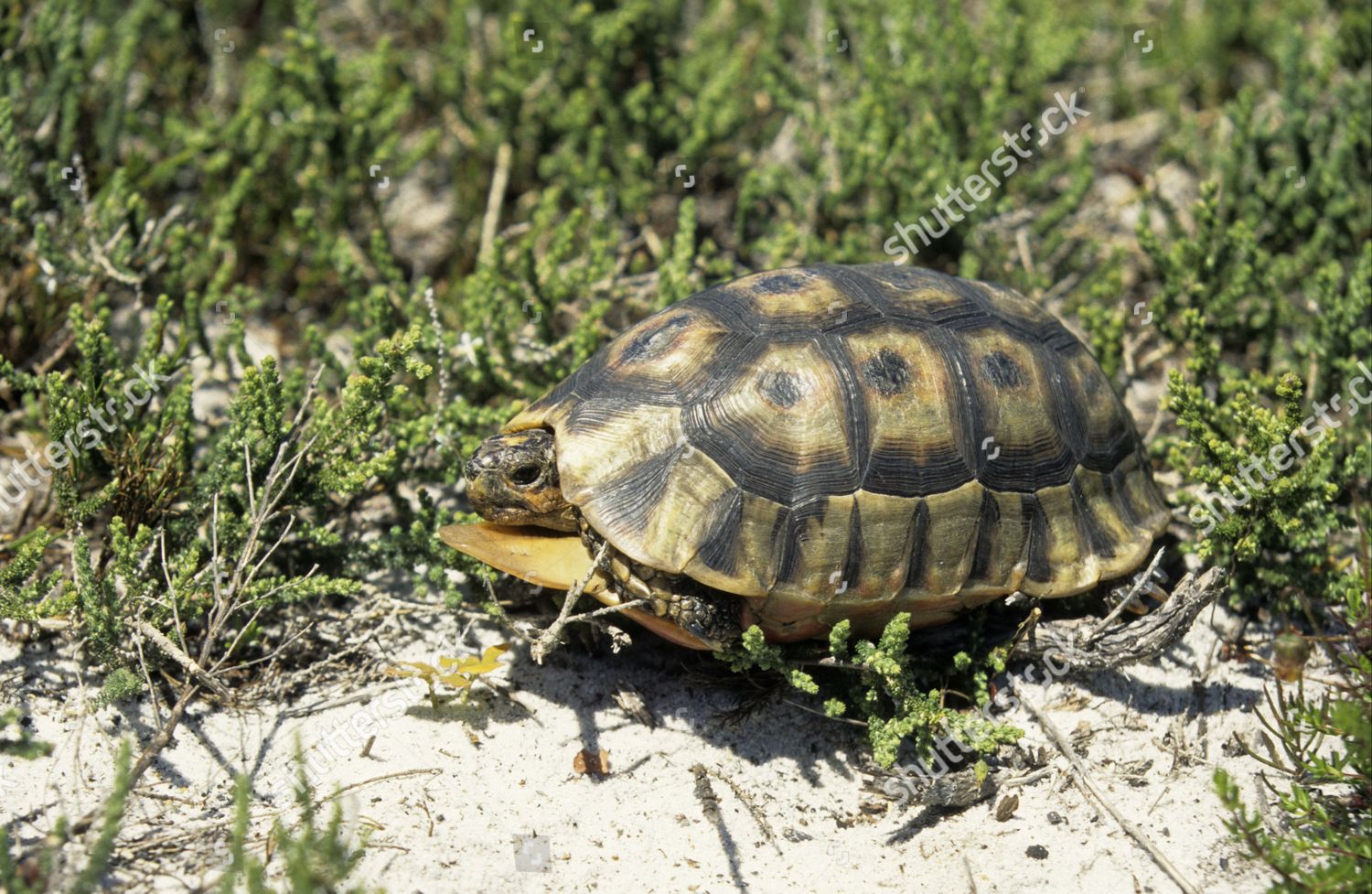 Angulate Tortoise Chersina Angulata Retracted Into Editorial Stock 