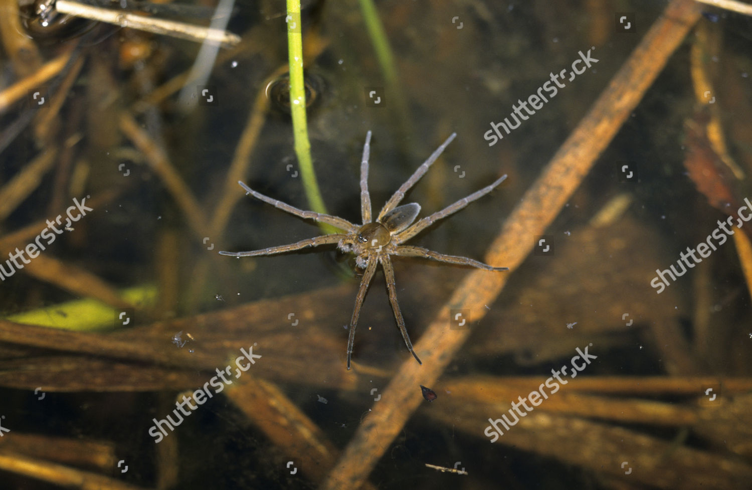 Great Raft Spider Fen Raft Spider Editorial Stock Photo Stock Image