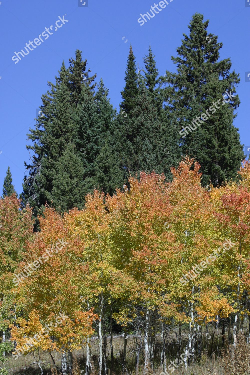 juniper-trees-juniperus-quaking-aspen-trees-editorial-stock-photo