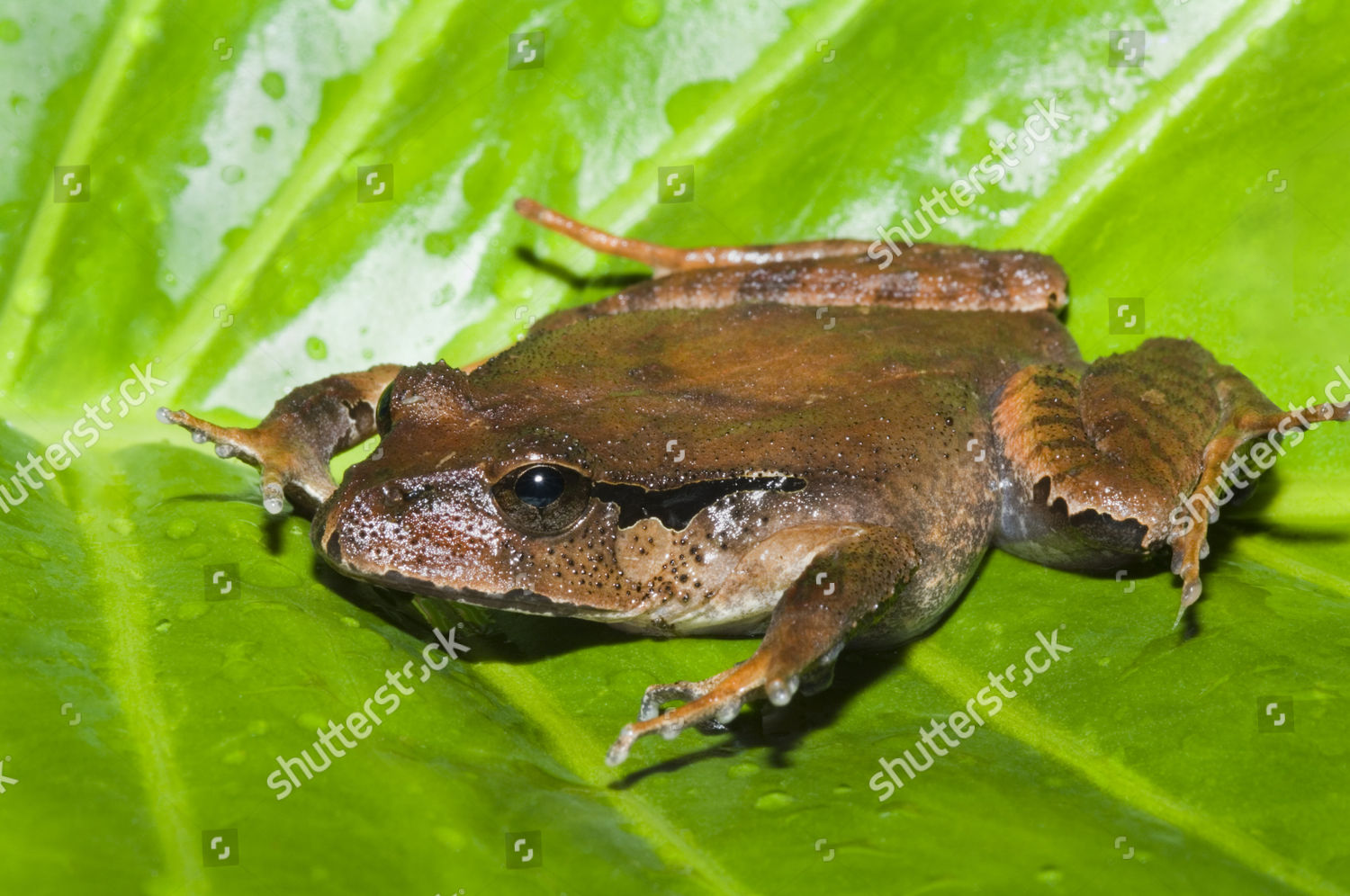 Great Barred Frog Mixophyes Fasciolatus Adult Editorial Stock Photo