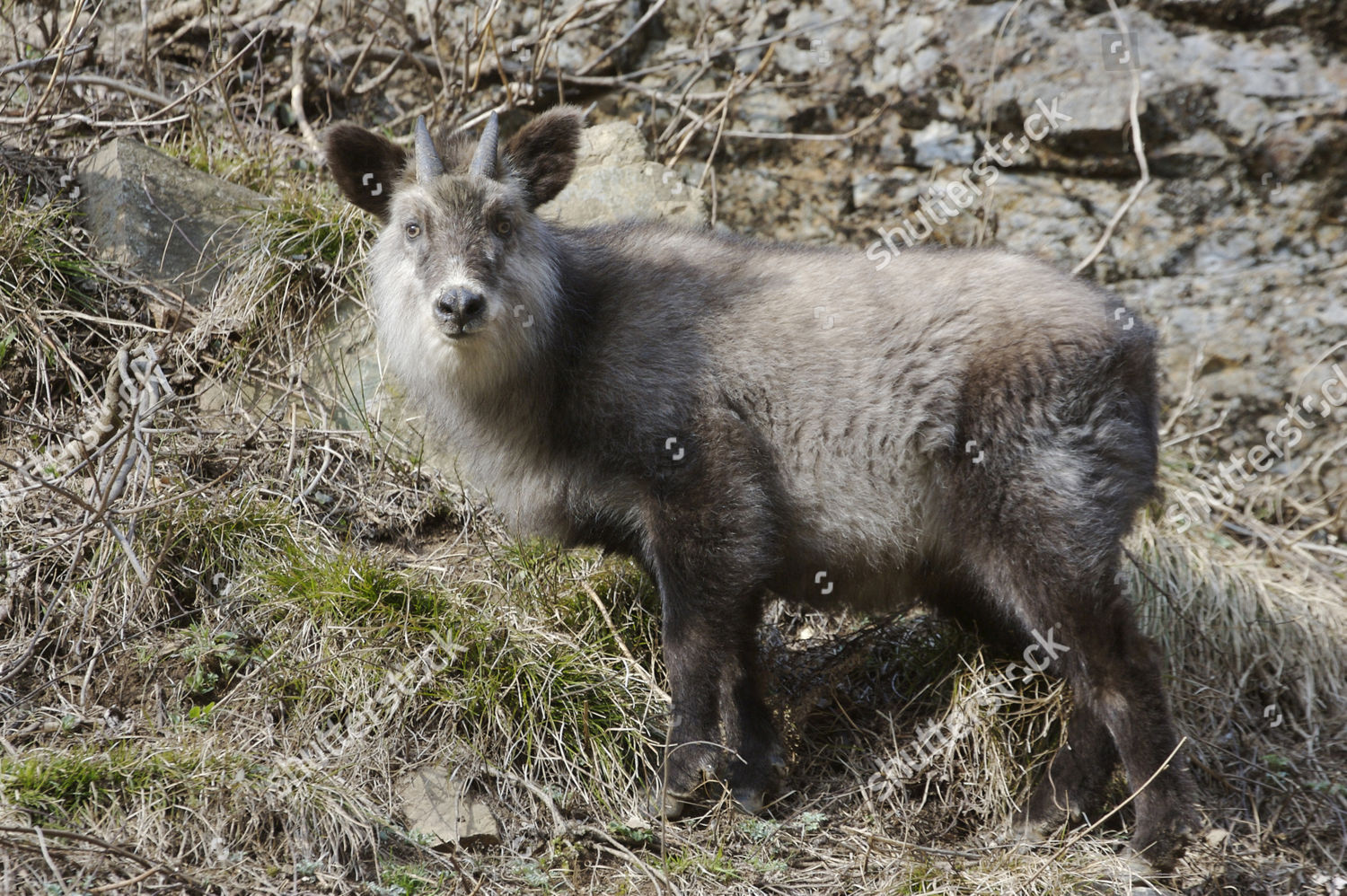 Japan Serow Capricornis Crispus Adult Standing Editorial Stock Photo