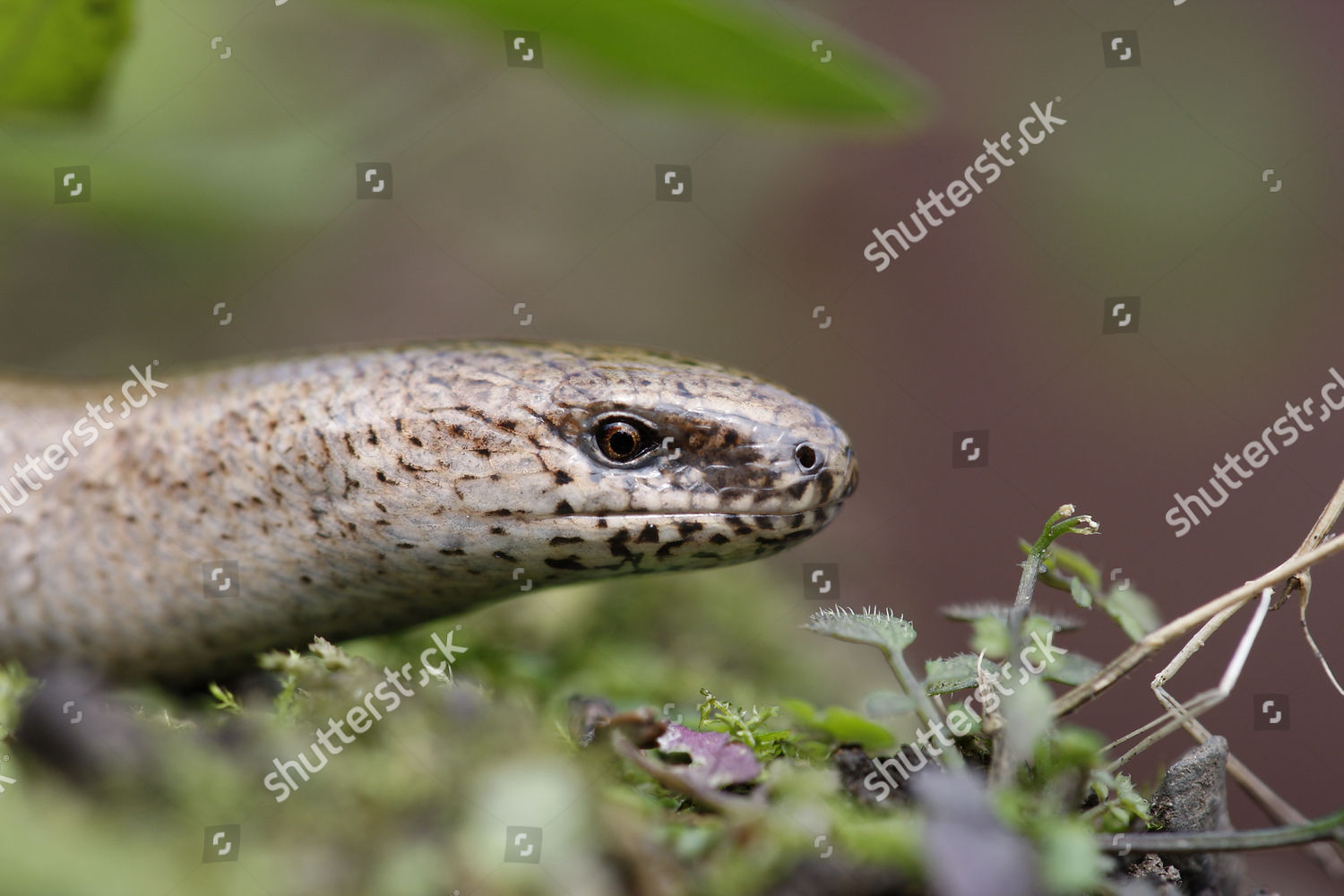 Slowworm Anguis Fragilis Adult Closeup Head Editorial Stock Photo ...