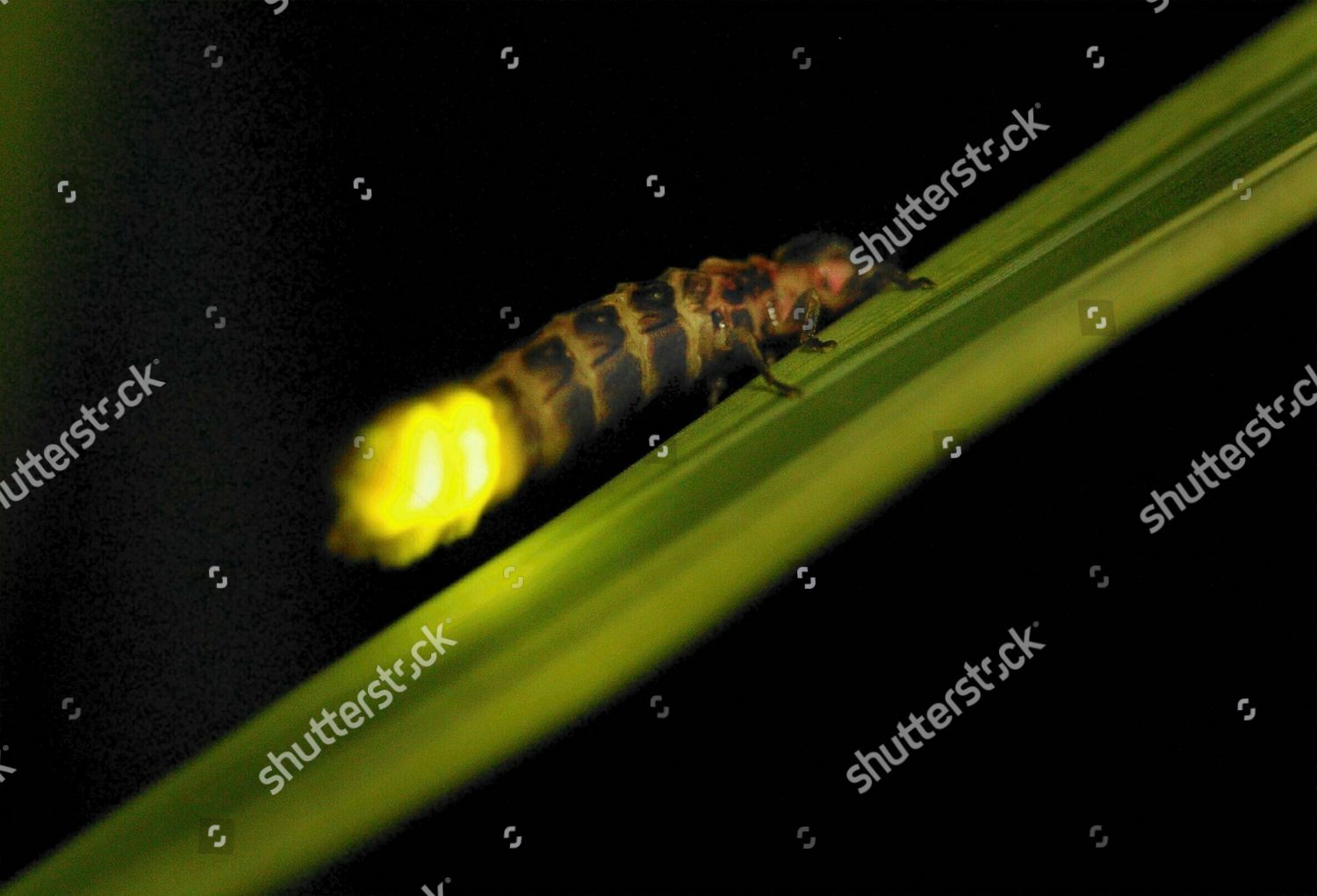 Glowworm Lampyris Noctiluca On Plant Night Foto Editorial En Stock Imagen En Stock Shutterstock