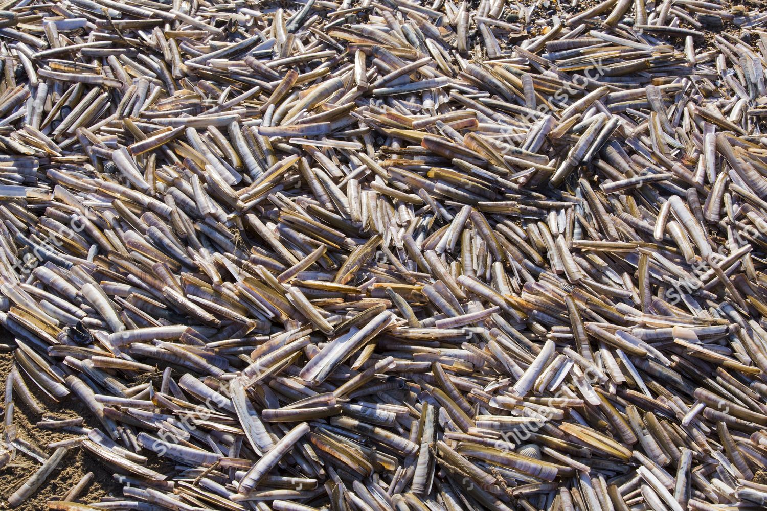 Razor Shells Ensis Arcuatus On Beach Editorial Stock Photo - Stock ...