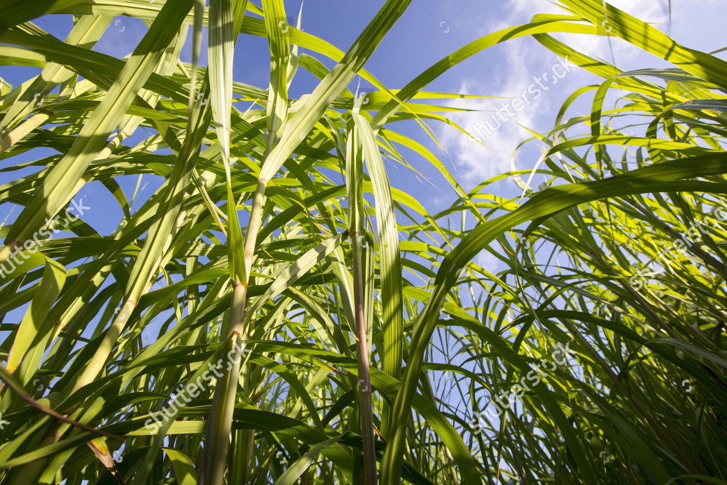 Elephant Grass Pennisetum Purpureum Being Grown Editorial Stock Photo