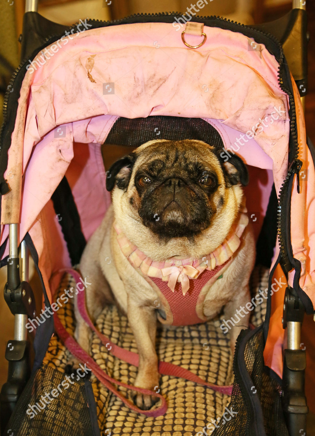 pug in a pram