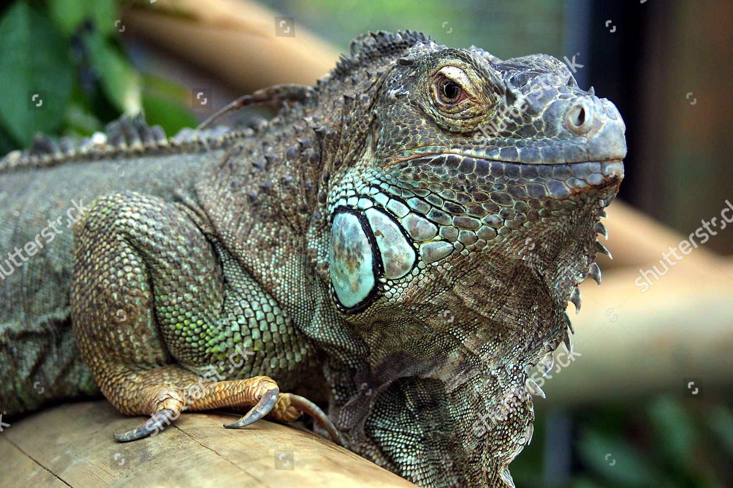 Iguana Reptiles Enclosure Colchester Zoo Hydroponics Editorial Stock ...