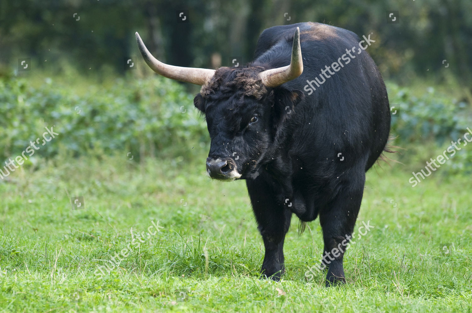 Aurochs Urus Bos Primigenius Bull Enclosure Editorial Stock Photo ...