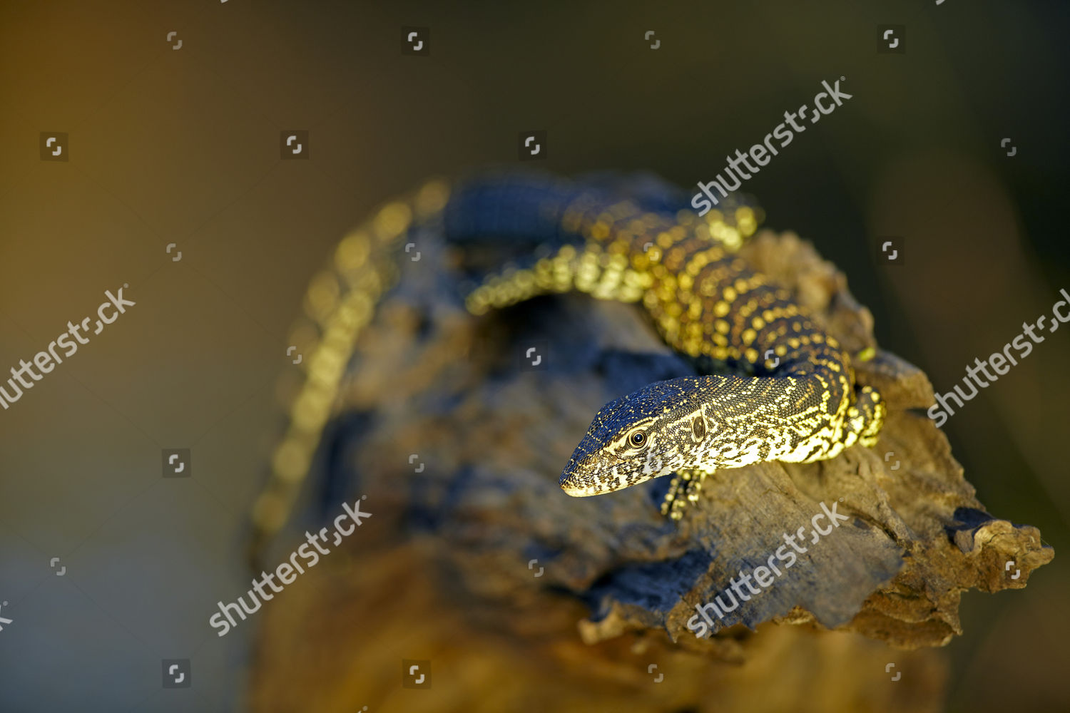 Monitor Lizard Varanus Zambezi Zambia Africa Editorial Stock Photo