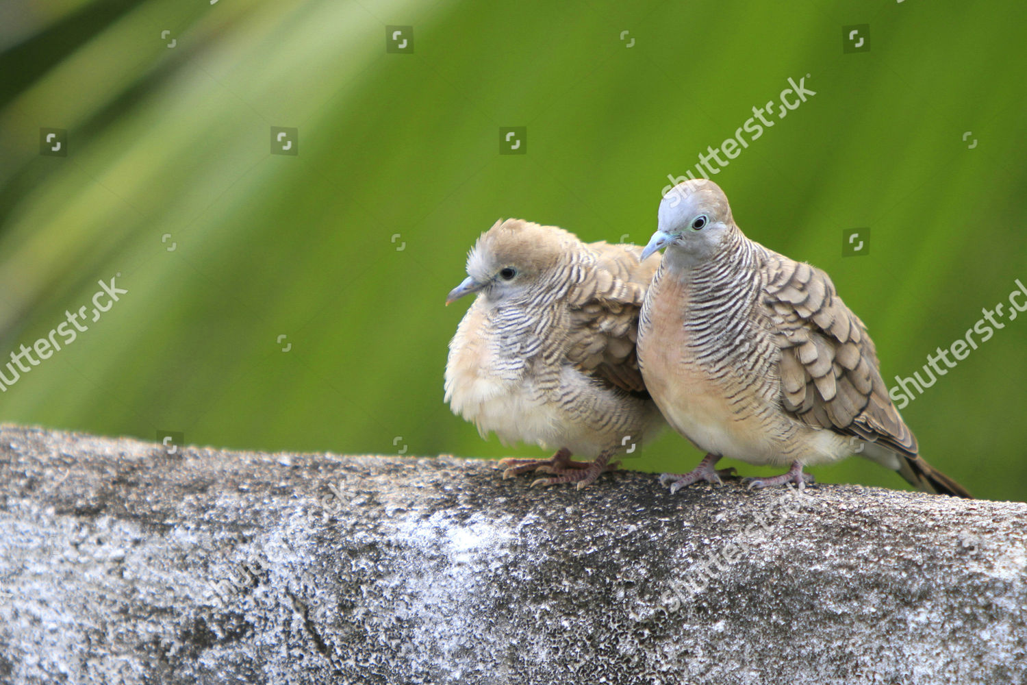 Seychelles Blue Pigeon Seychelles Blue Fruit Editorial Stock Photo - Stock Image | Shutterstock