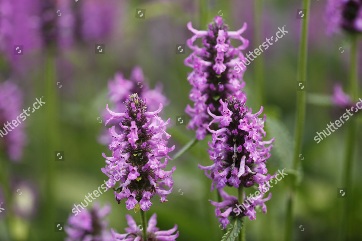 Purple Betony Stachys Officinalis Stachys Betonica Editorial Stock ...