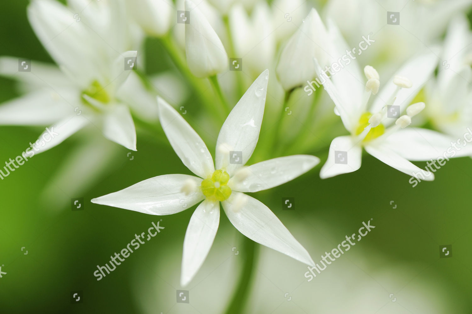 Wild Garlic Blossoms Allium Ursinum Editorial Stock Photo Stock Image Shutterstock