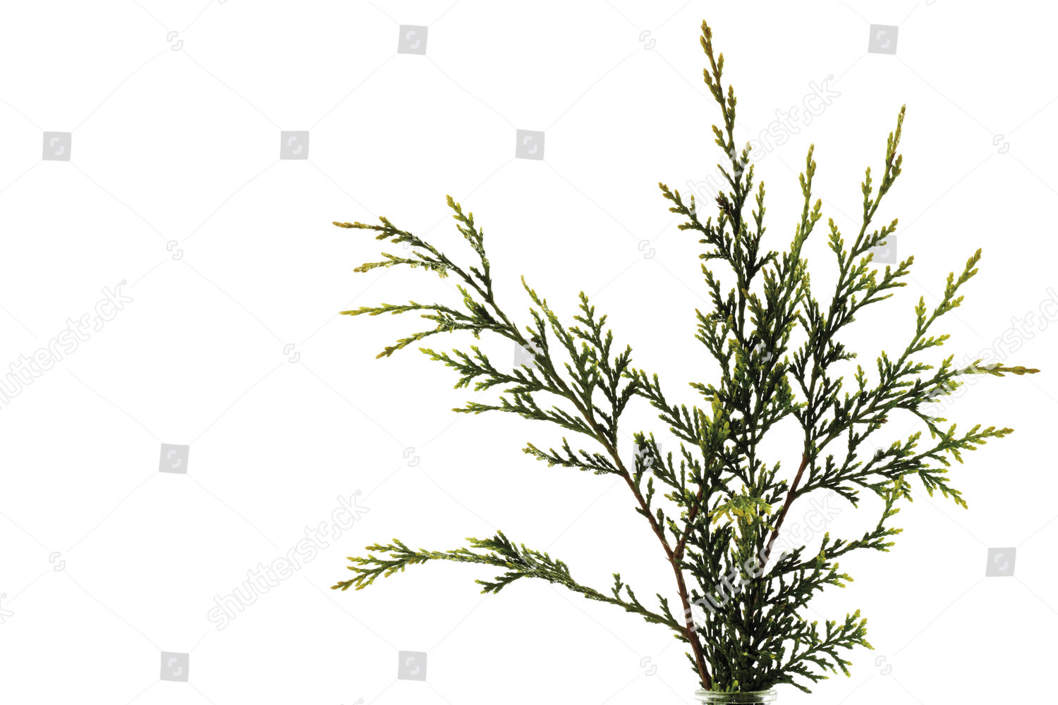 Leyland Cypress Cupressus Leylandii Branch Editorial Stock Photo Stock Image Shutterstock