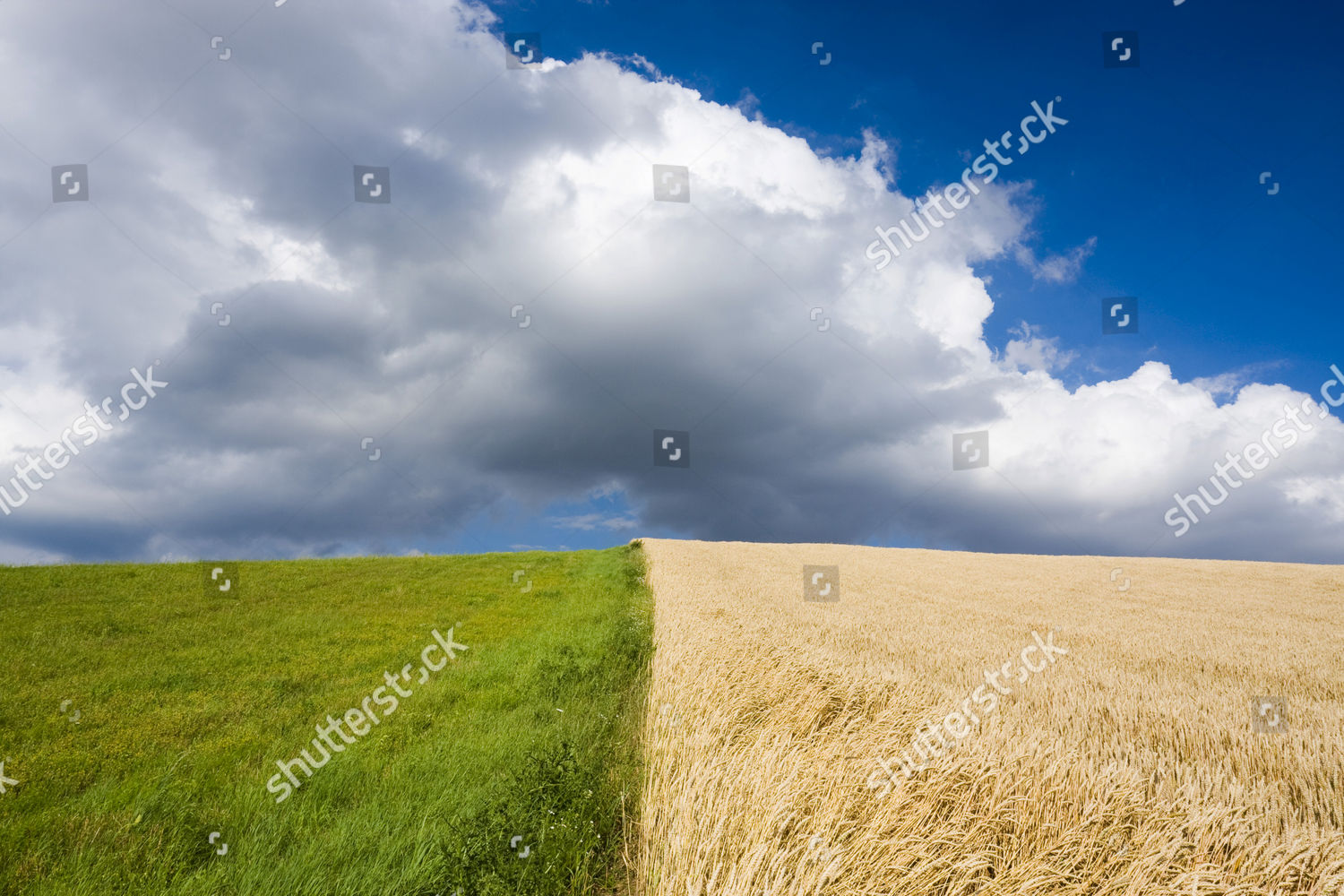 Corn Grass Fields Against Blue Cloudy Editorial Stock Photo Stock