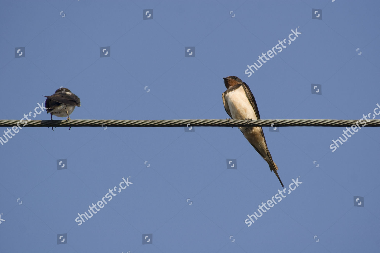 Barn Swallows Hirundo Rustica On Electricity Editorial Stock Photo ...