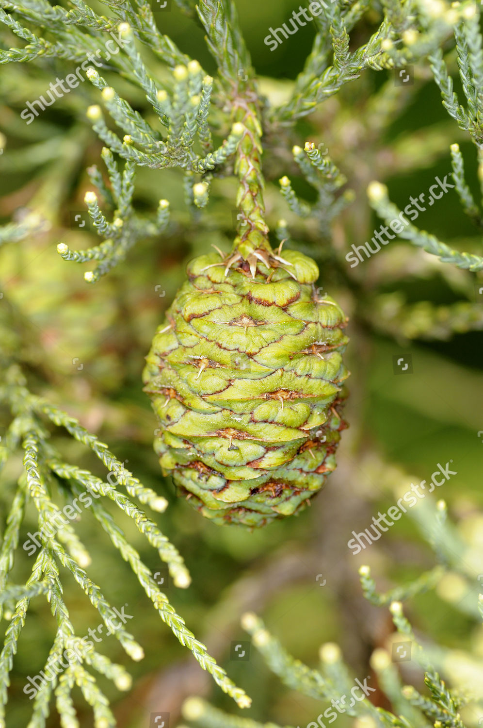 Cone Needles Giant Sequoia Sequoiadendron Giganteum Editorial Stock ...