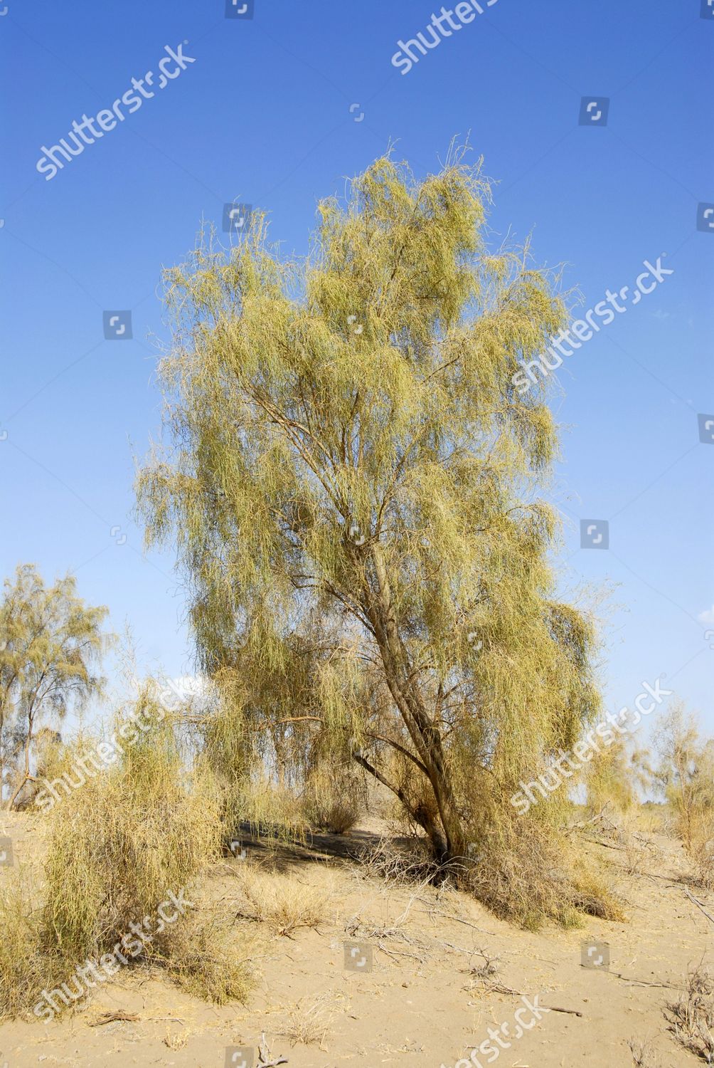 Saxaul Sacsaoul Saksaul Haloxylon Ammodendron Bush Editorial Stock ...