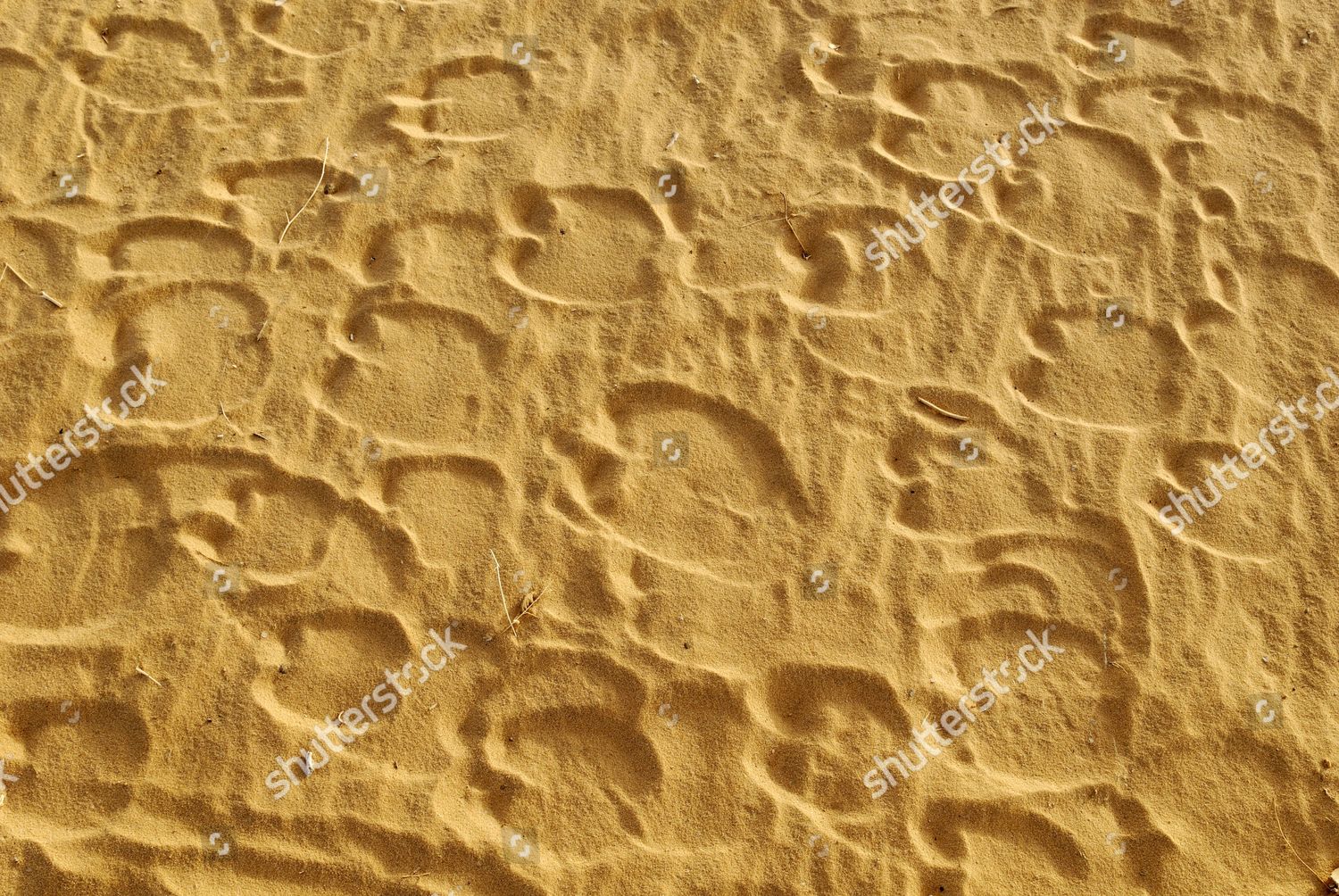 Camel Footprints Sand Tin Akachaker Tassili Editorial Stock Photo ...