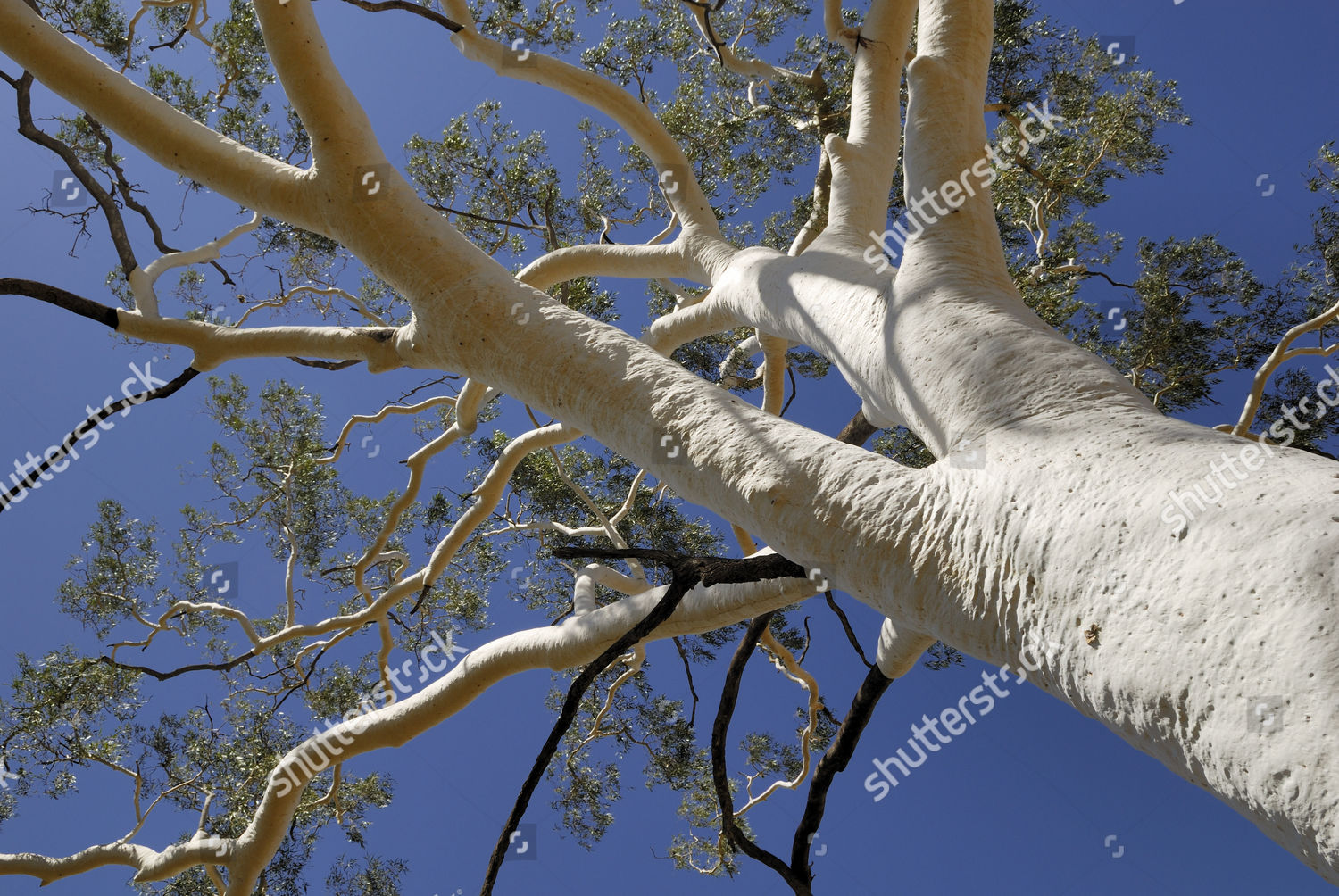 Top Ghost Tree Eucalyptus East Macdonnell Editorial Stock Photo - Stock