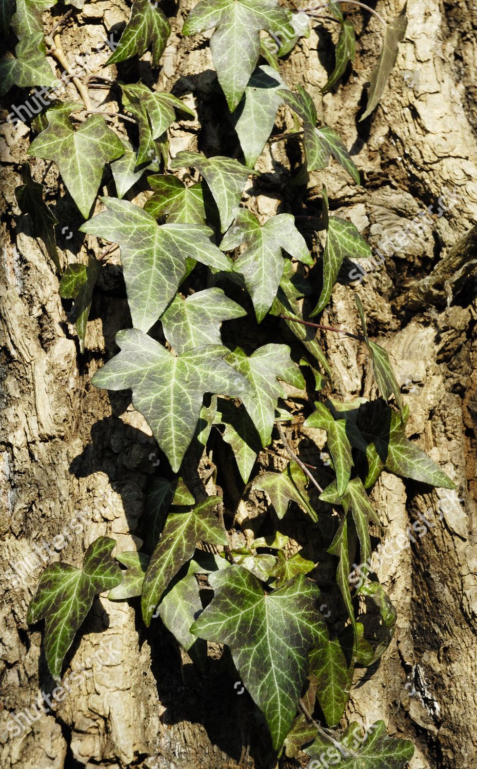 Common English Ivy Hedera Helix Tendrils Editorial Stock Photo - Stock ...