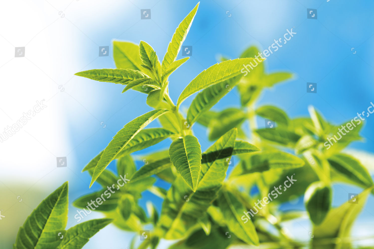 Lemon Verbena Beebrush Lippia Citriodora Editorial Stock Photo Stock