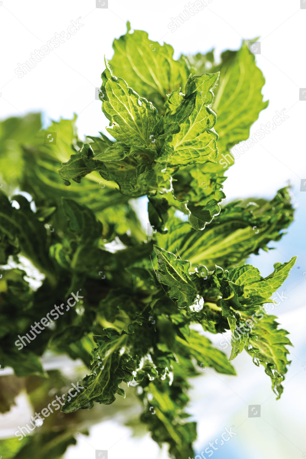 Spearmint Variety Mentha Spicata Var Crispata Editorial Stock Photo ...