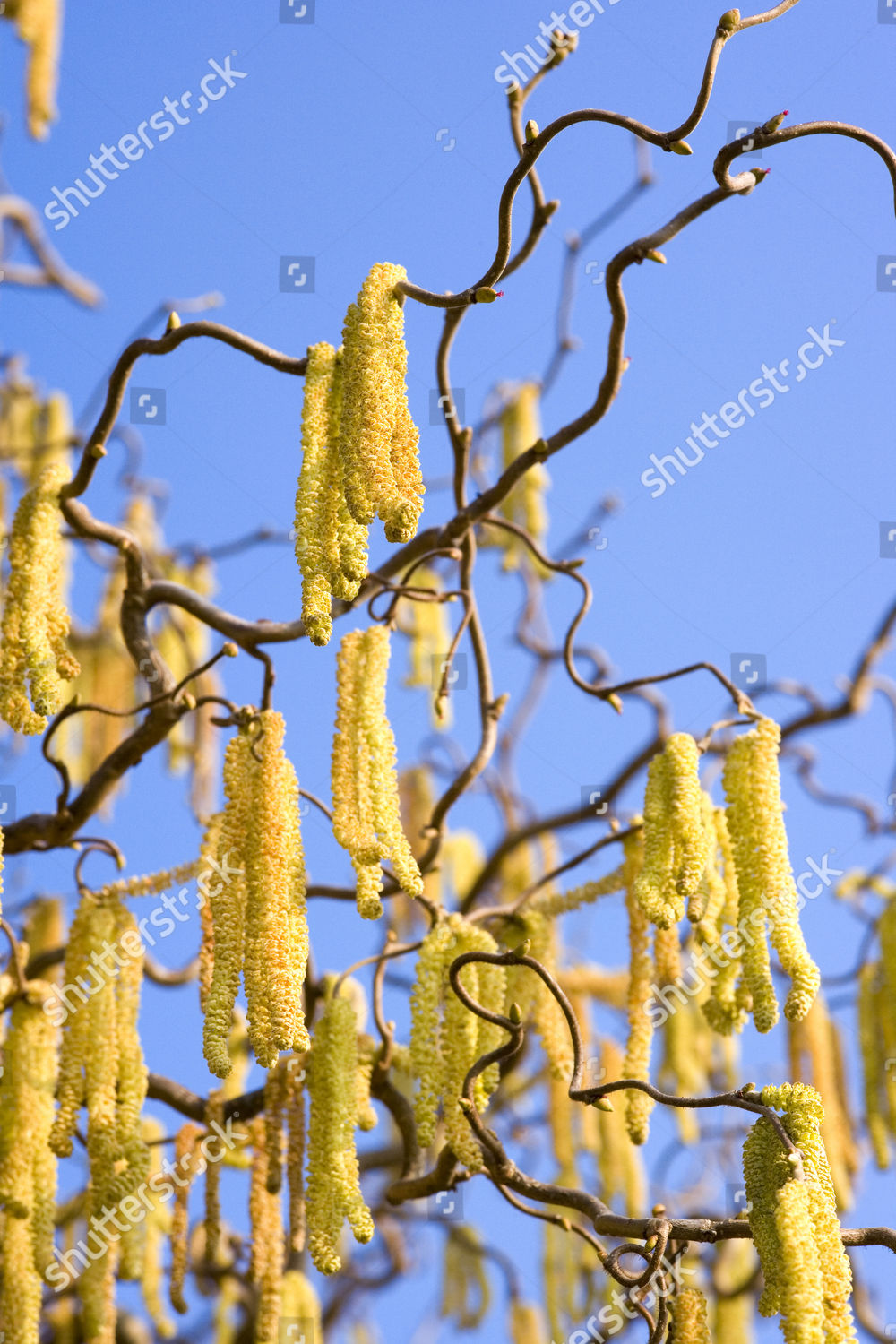 Corkscrew Hazel Corylus Avellana Contorta Twig Editorial Stock Photo