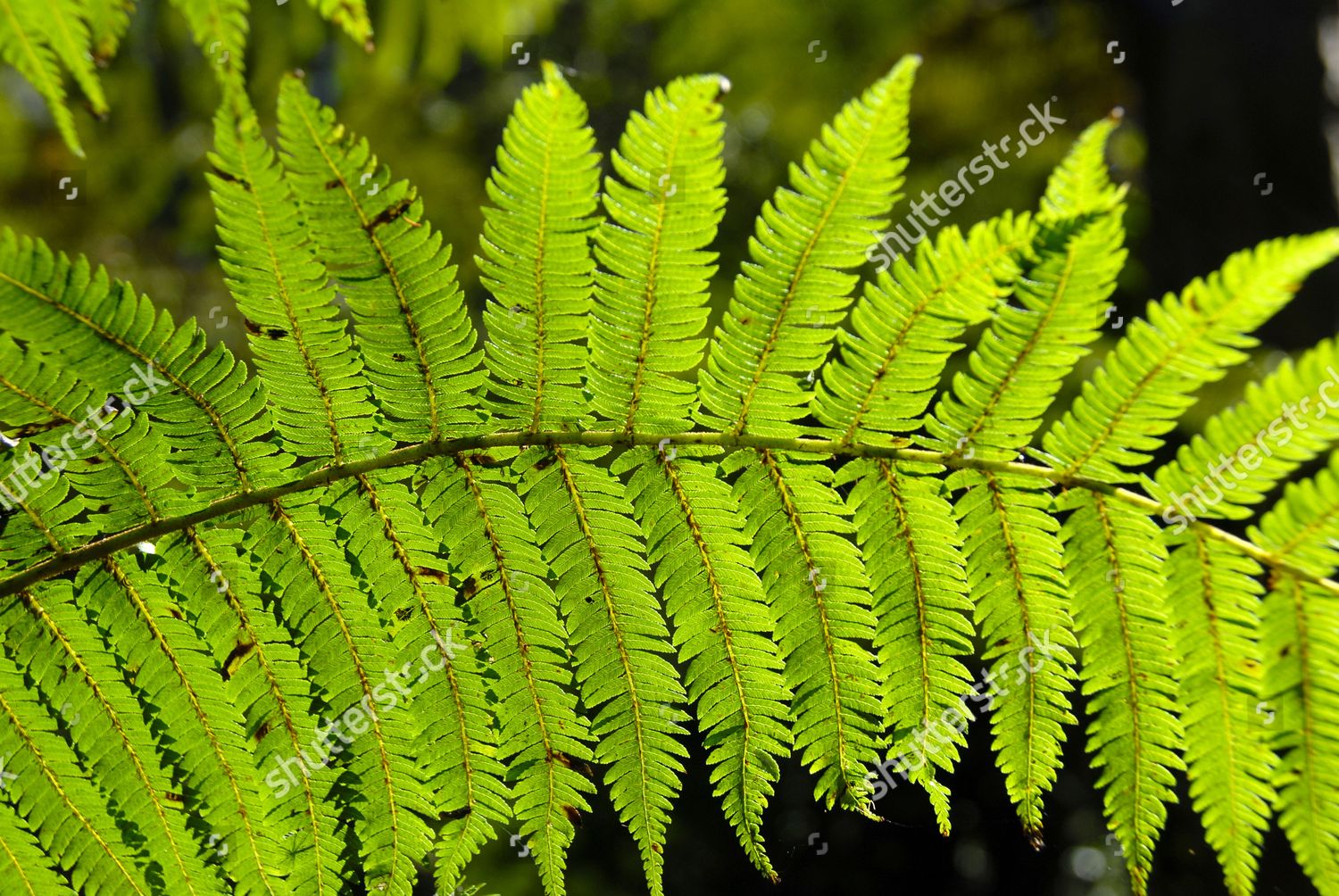 Leaf Tree Fern Cyatheales Usambara Mountains Editorial Stock Photo ...